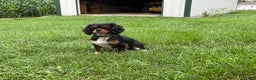 Cavalier King Charles Spaniel dogs for sale: Cinnamon - Ad 6