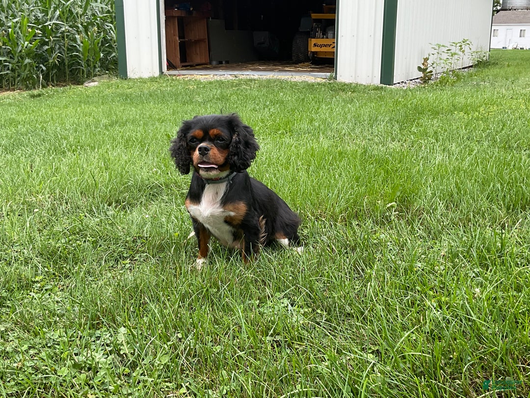 Cavalier King Charles Spaniel dogs for sale: Cinnamon - Ad 6
