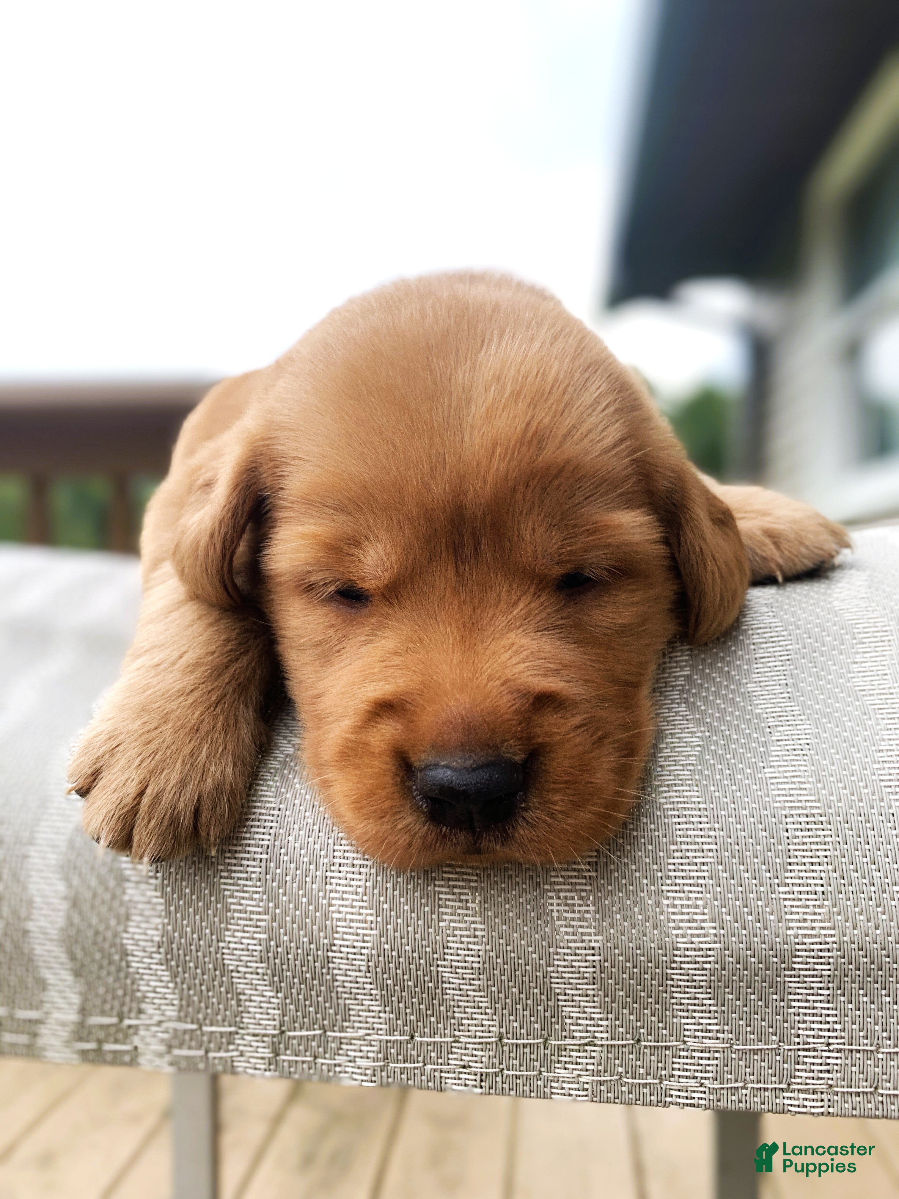 Golden Retriever dogs for sale: Paris - Ad 3