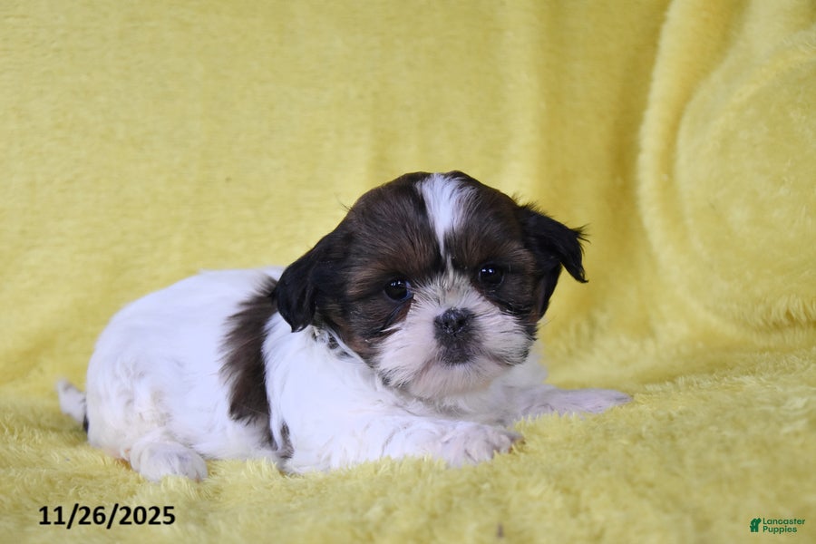 Shih Tzu dogs Bethany - Ad 41