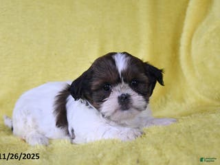 Shih Tzu dogs for sale: Bethany - Ad 1