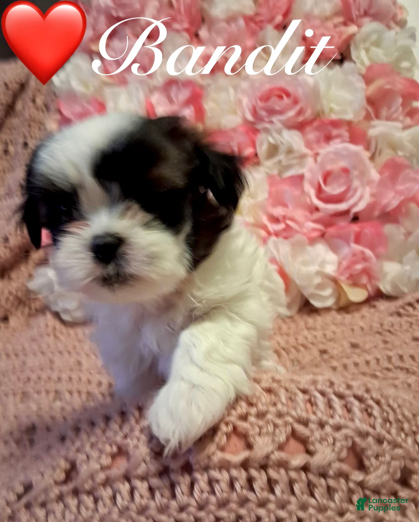 Shih Tzu dogs Bandit  - Ad 10