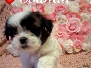 Shih Tzu dogs Bandit - Ad 7