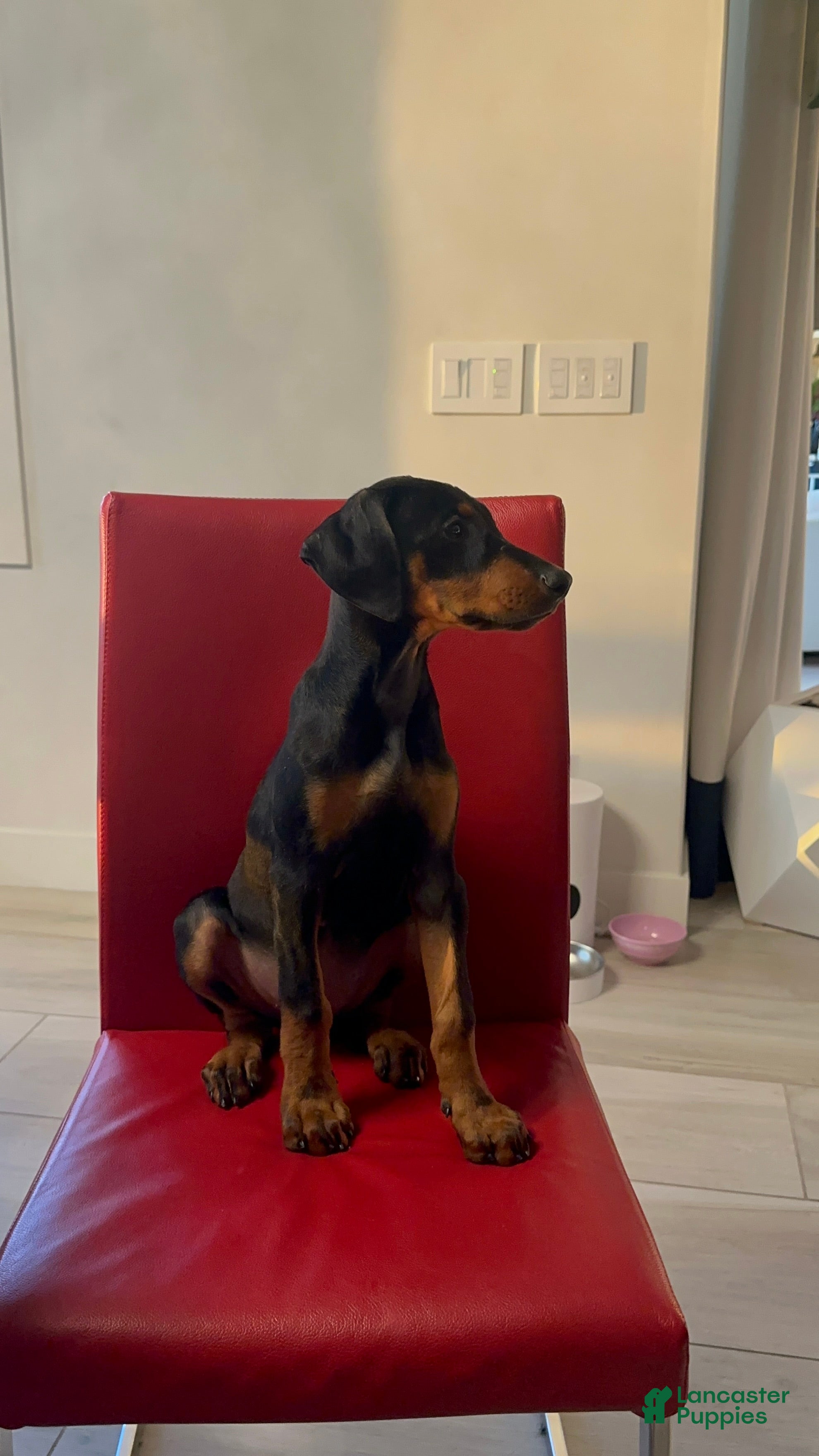 Doberman Pinscher dogs Kobe - Ad 13