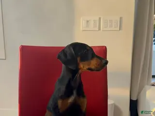 Doberman Pinscher dogs Kobe - Ad 13