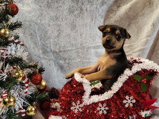 Rat Terrier dogs Mari - Ad 19