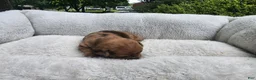 Mixed Breed dogs for sale: Romeo Merle - Ad 9