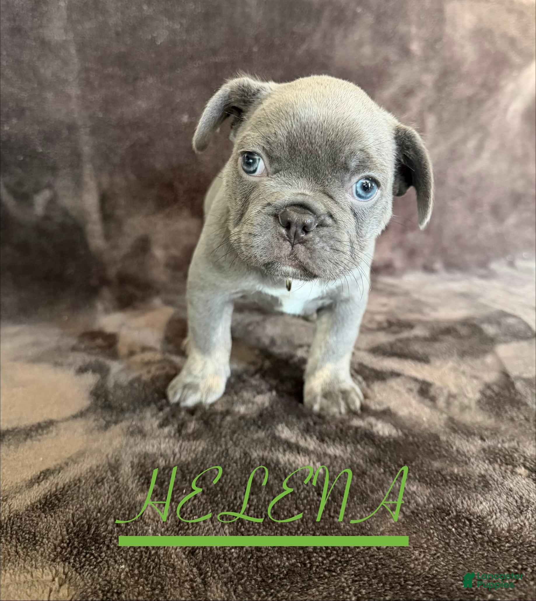 French Bulldog dogs French Bulldog 4 - Ad 1