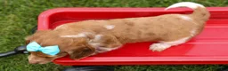 Miniature Dachshund dogs for sale: OLIVER - Ad 14