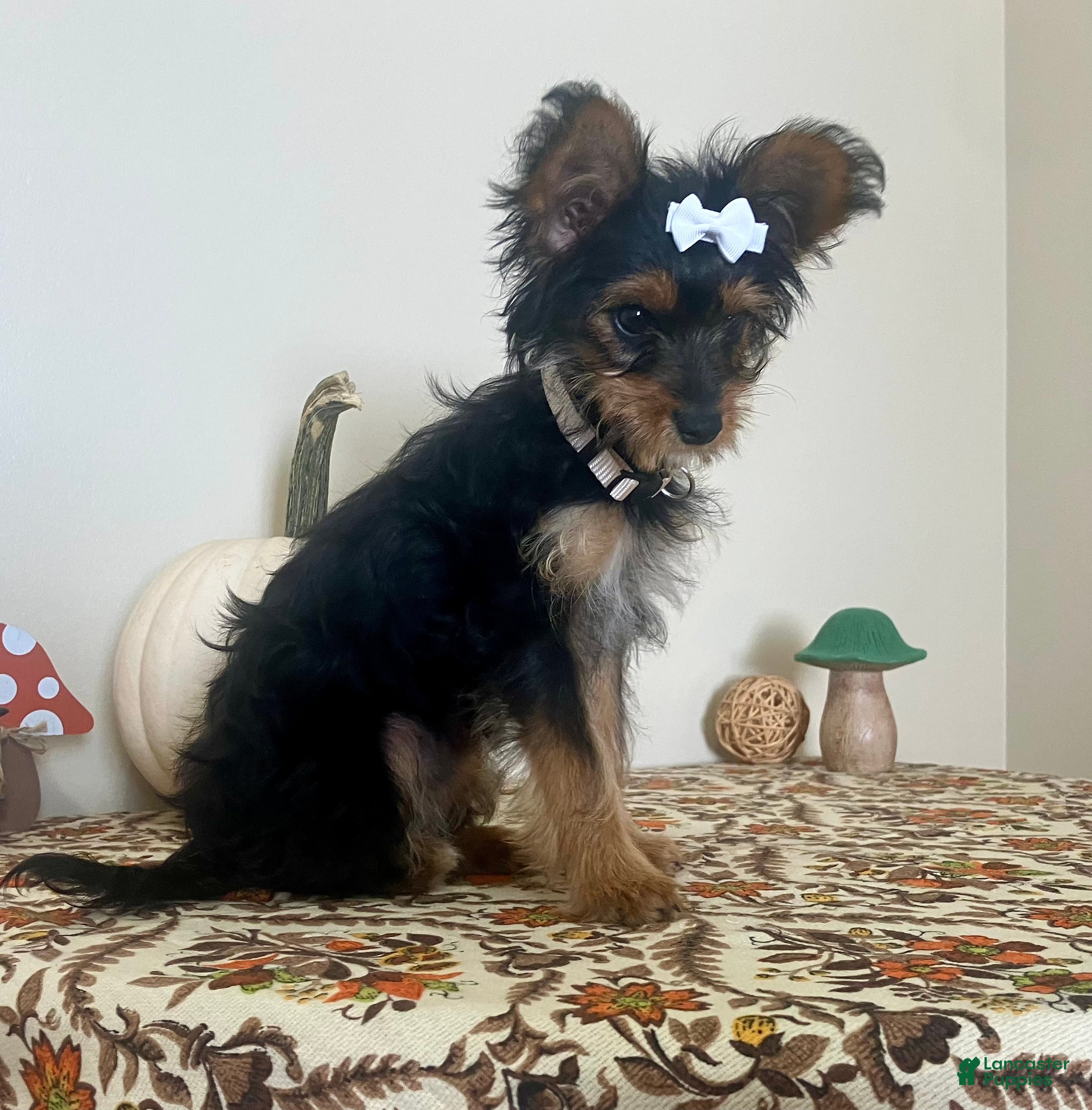 Morkie dogs Morkie 1 - Ad 39