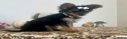 Morkie dogs for sale: Morkie 1 - Ad 1