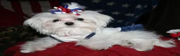 Maltese dogs for sale: Maci - Ad 11
