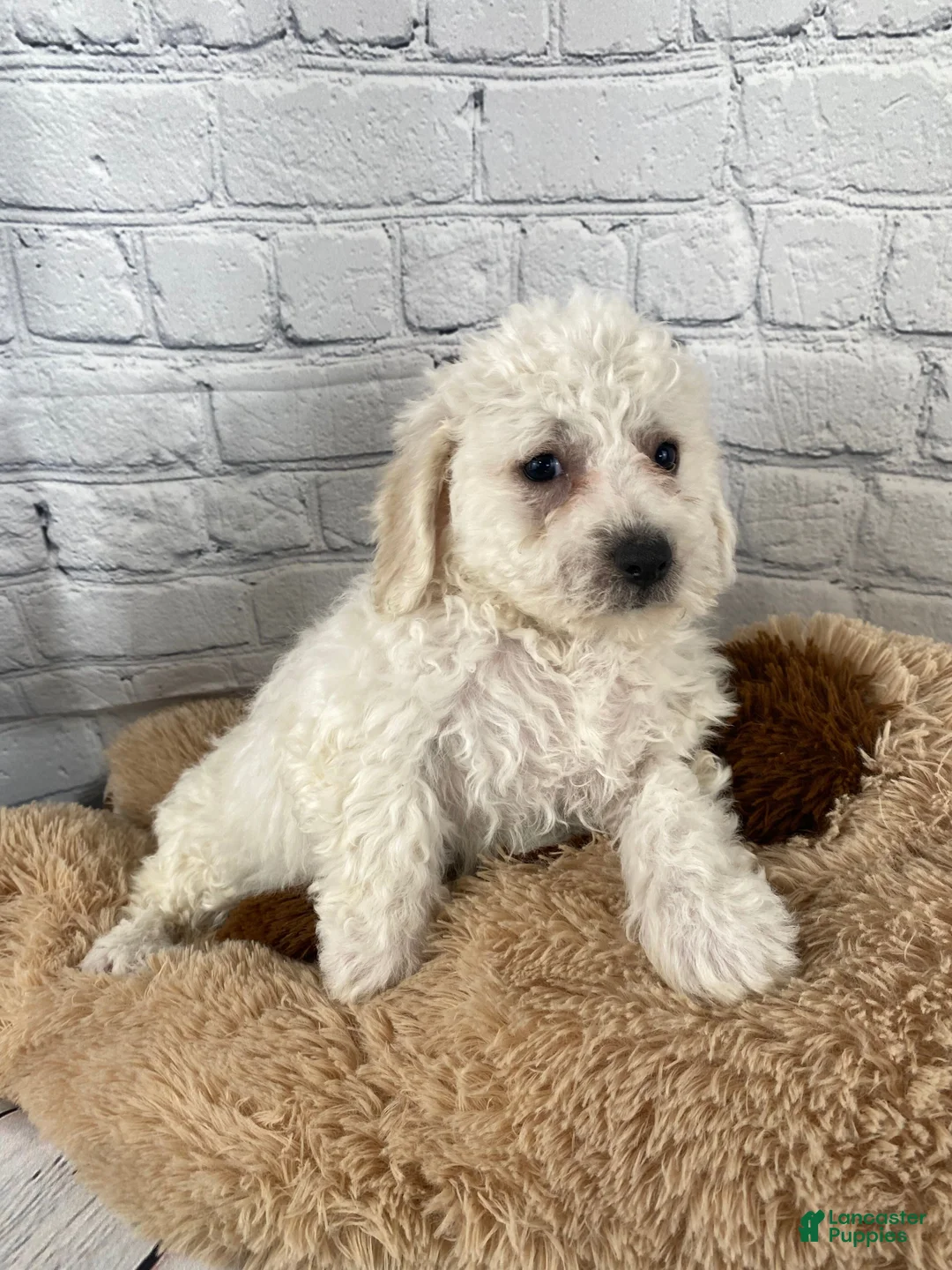 Bichon Frise dogs for sale: Harper - Ad 6