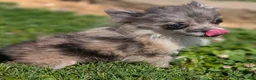 Pomeranian dogs for sale: Wingnut - Ad 11