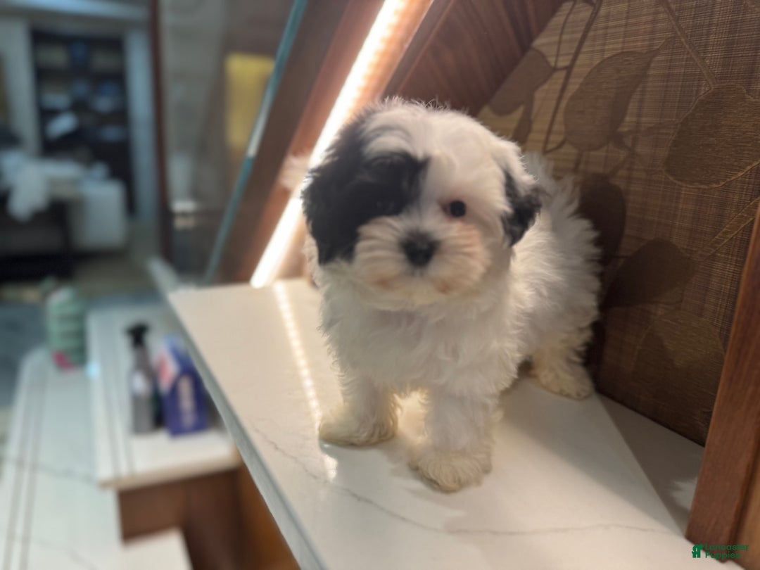 Morkie dogs for sale: Jasmine - Ad 2