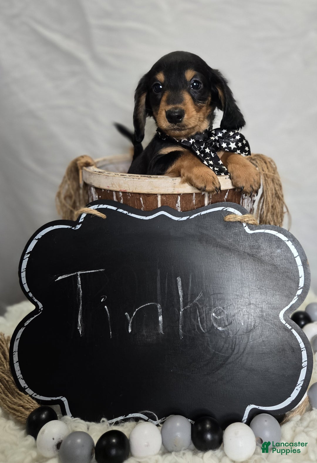 Miniature Dachshund dogs for sale: Tinker - Ad 2