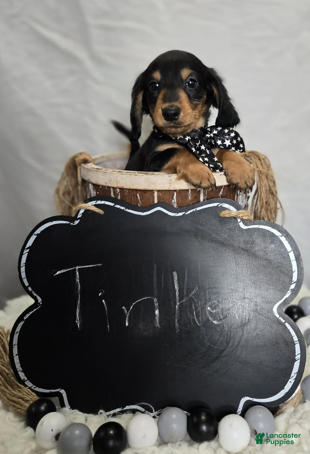 Miniature Dachshund dogs for sale: Tinker - Ad 2