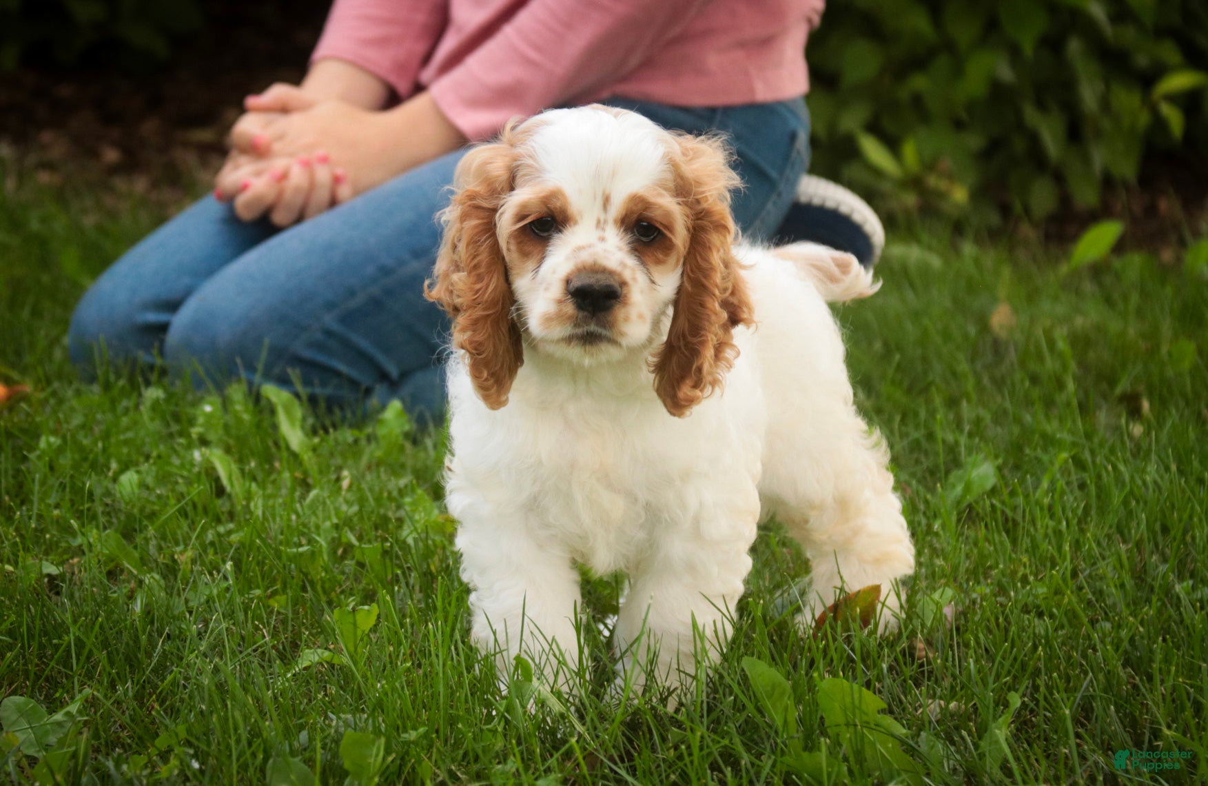 Cocker Spaniel dogs Angus Cocker Spaniel  - Ad 1