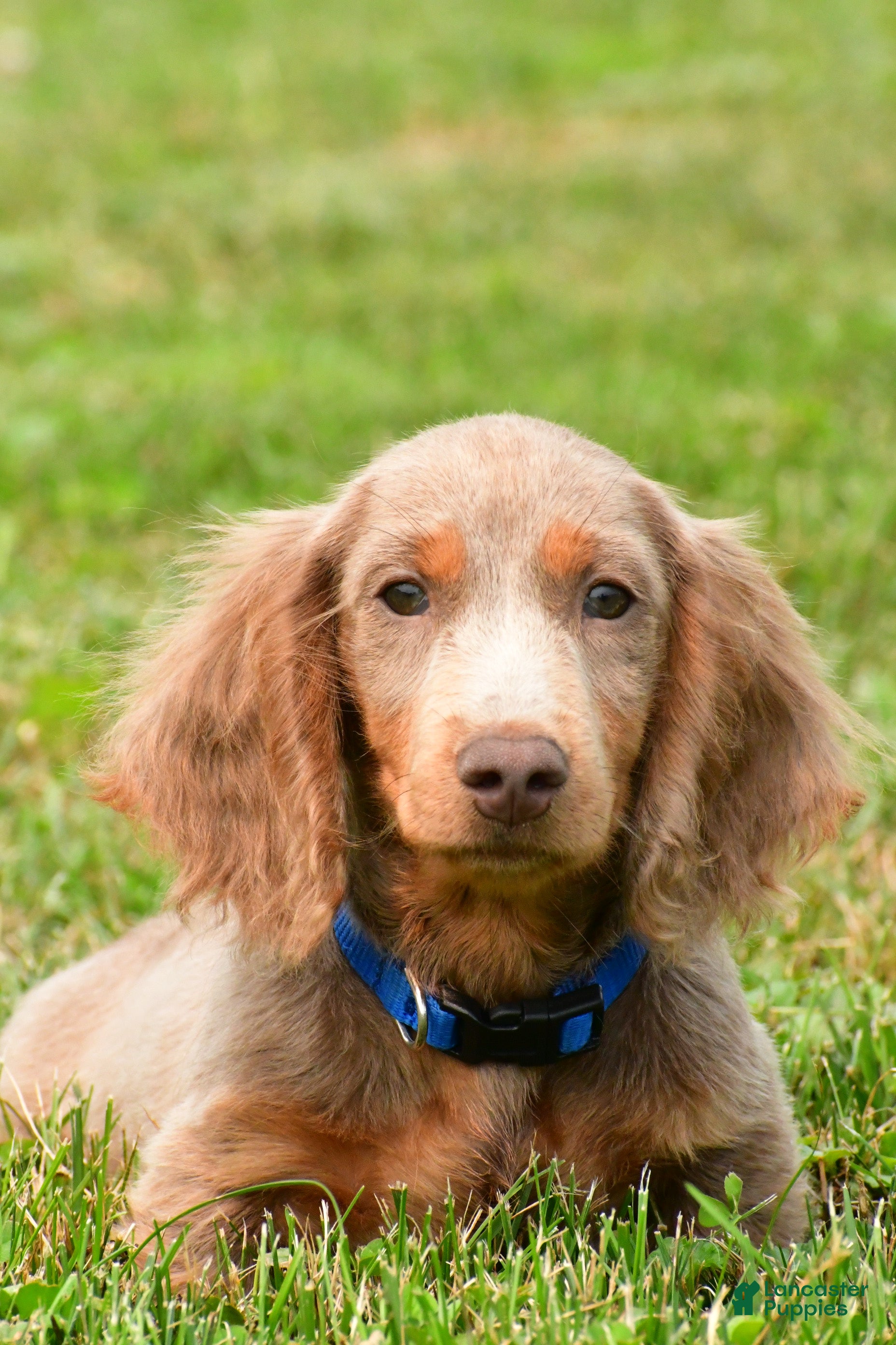 Miniature Dachshund dogs Bentley - Ad 2