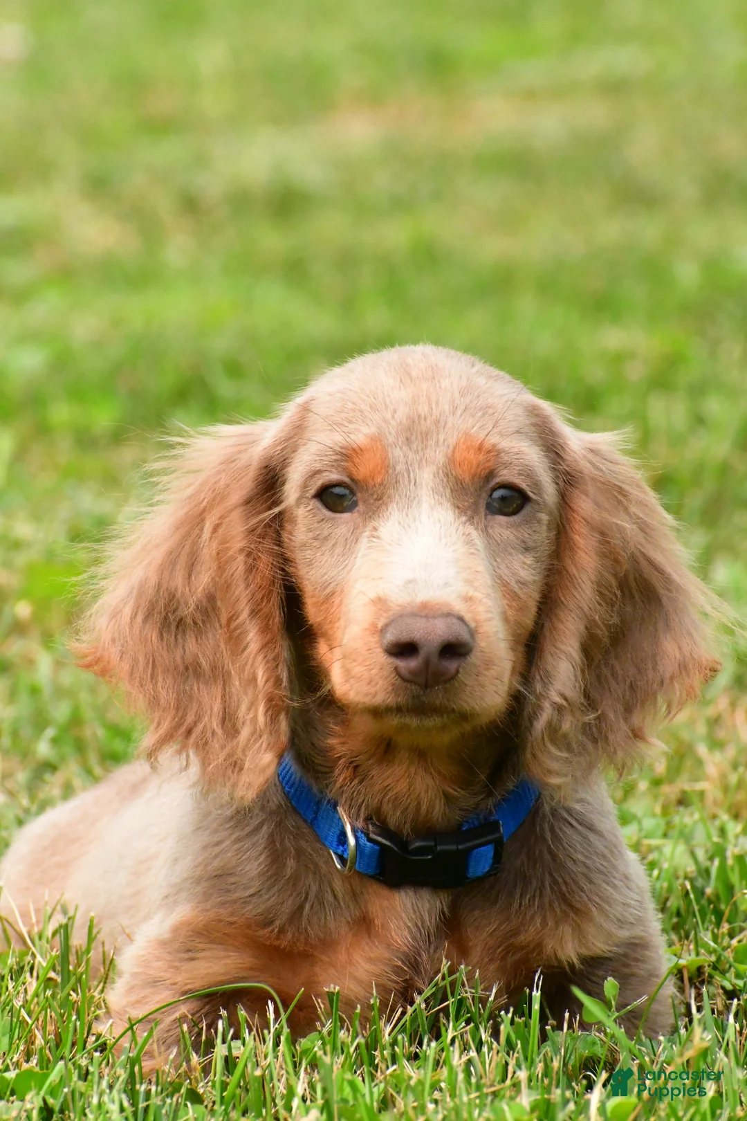 Miniature Dachshund dogs for sale: Bentley - Ad 2