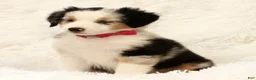 Miniature Australian Shepherd dogs for sale: Remi - Ad 7