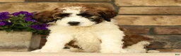 Saint Berdoodles dogs for sale: Ringo - Ad 5