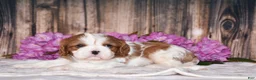 Cavalier King Charles Spaniel dogs for sale: Bronx - Ad 4