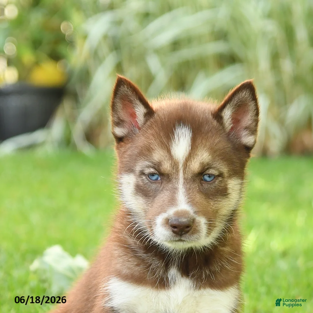 Siberian Husky dogs for sale: Hannah - Ad 2