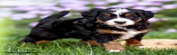 Mini Bernedoodle dogs for sale: Gus - Ad 5