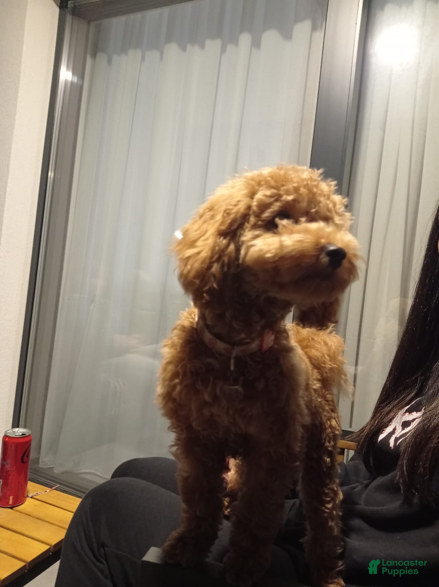 Mixed Breed dogs for sale: Poodle - Ad 2