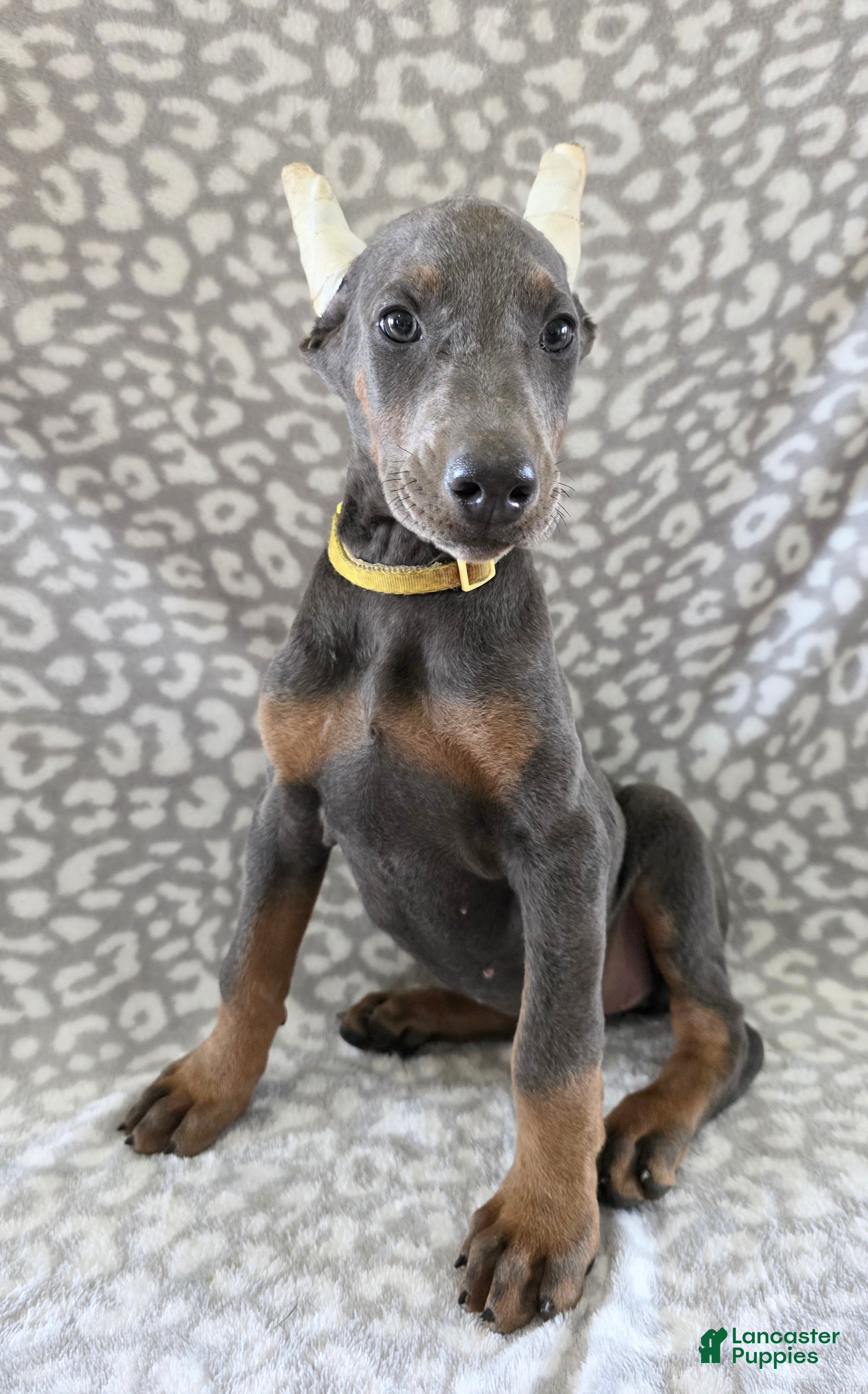 Doberman Pinscher dogs for sale: Doberman Pinscher Puppy 6 - Ad 2