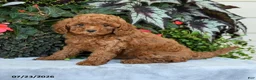 Cavapoo dogs for sale: Zayda - Ad 2