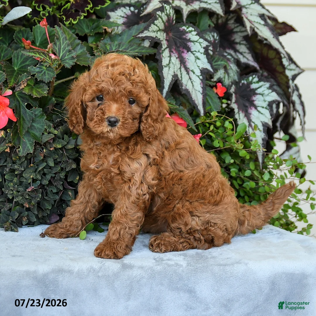 Cavapoo dogs for sale: Zayda - Ad 2