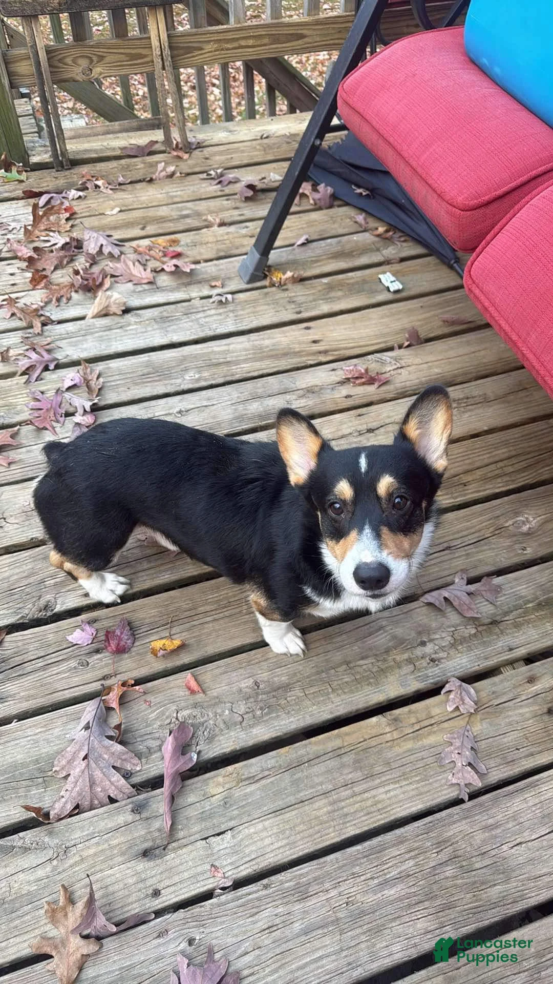 Welsh Corgi Pembroke dogs for sale: Welsh Corgi Pembroke Puppy 5 - Ad 5