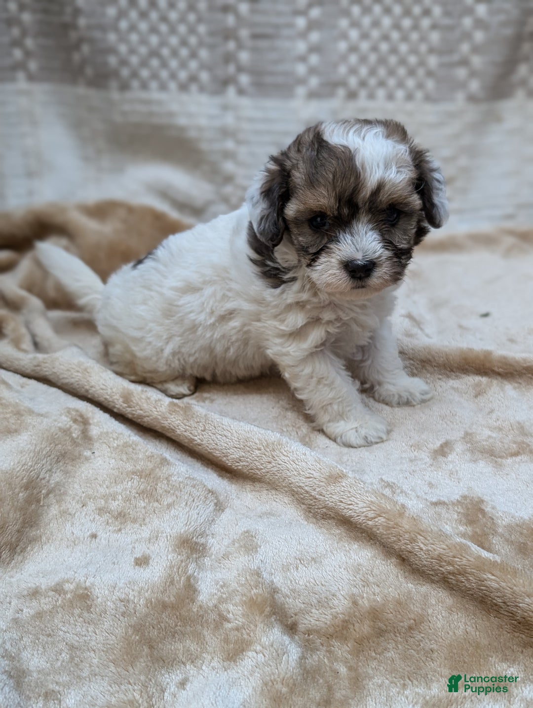 Havapoo dogs for sale: Sassy - Ad 11