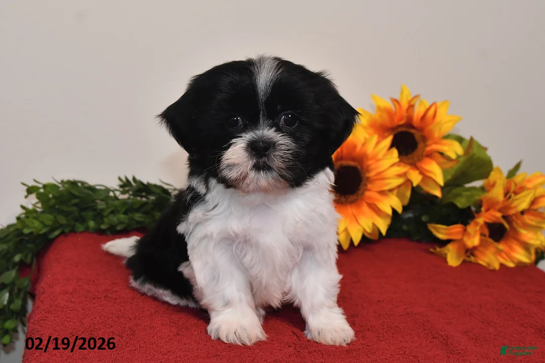 Shih Tzu dogs for sale: Maggie - Ad 2