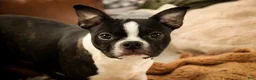 Boston Terrier dogs for sale: Howie - Ad 7