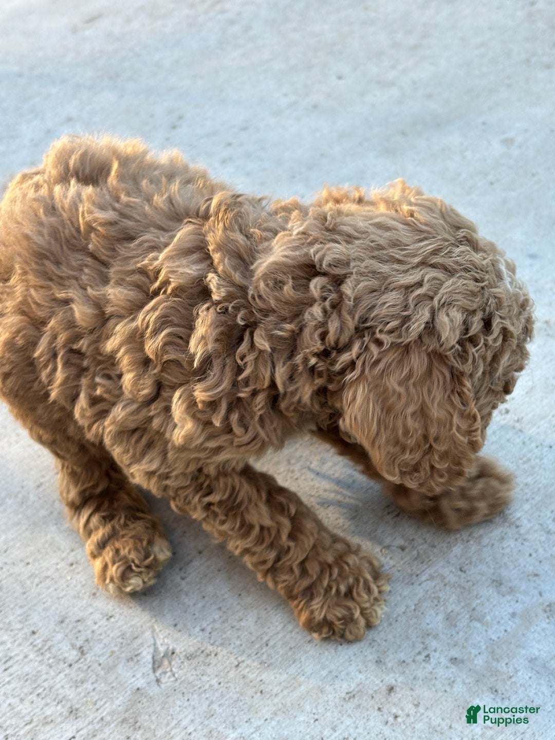 Standard Poodle dogs for sale: Atlas - Ad 8