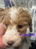 Australian Labradoodle dogs Purple Girl - Ad 1