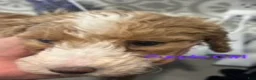 Australian Labradoodle dogs for sale: Purple Girl - Ad 1