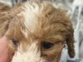 Australian Labradoodle dogs for sale: Purple Girl - Ad 2