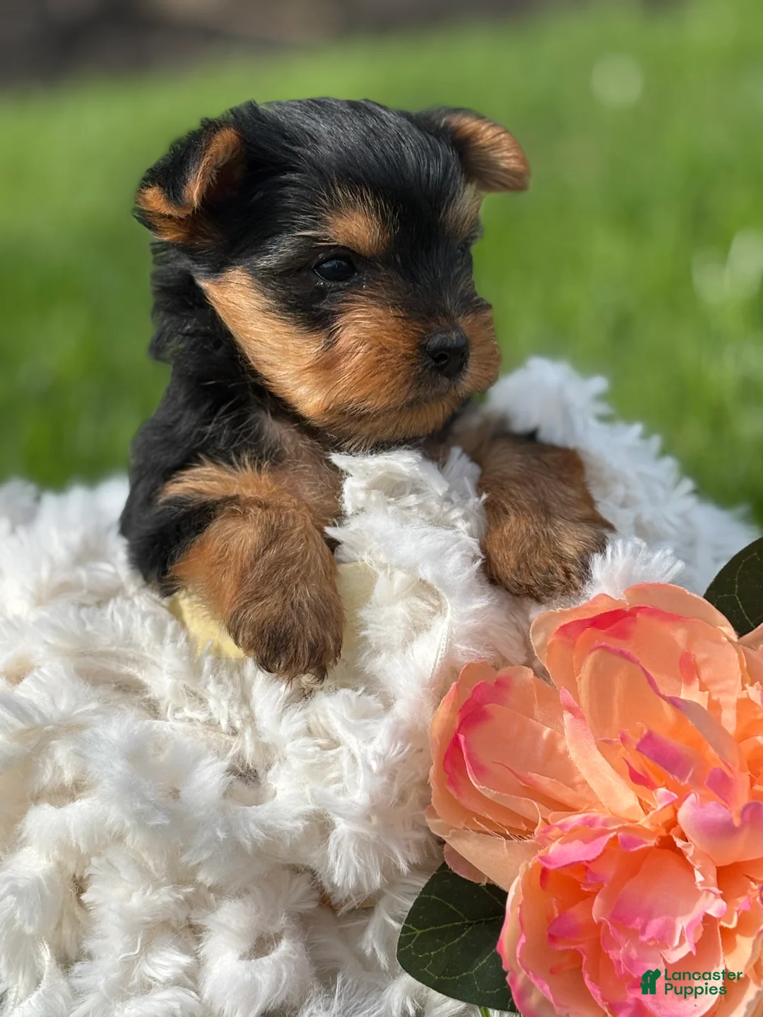 Yorkshire Terrier dogs for sale: Hershey - Ad 1