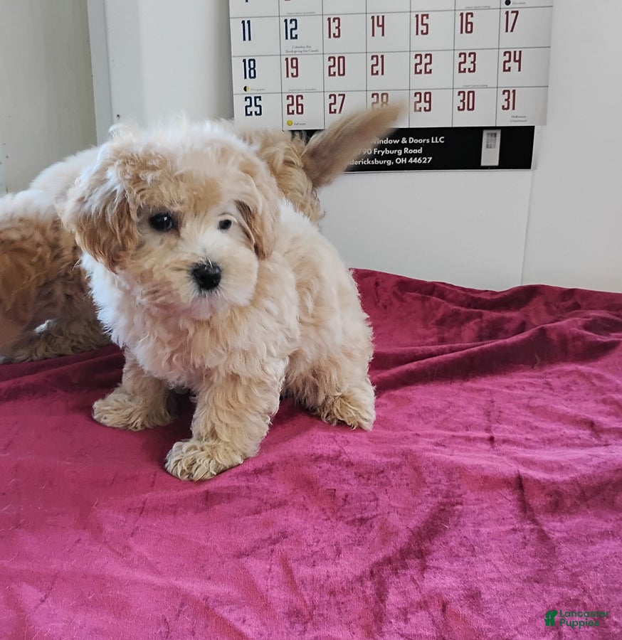 Maltipoo dogs Bertha - Ad 2