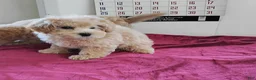 Maltipoo dogs for sale: Bertha - Ad 2