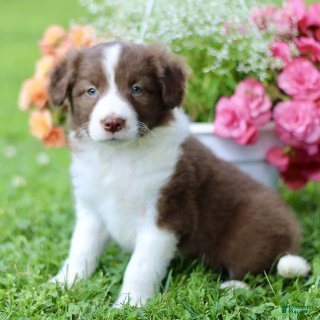 Border Collie dogs for sale: Brad  - Ad 2