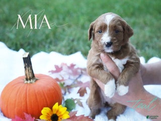 Mini Goldendoodle dogs - Ad 40