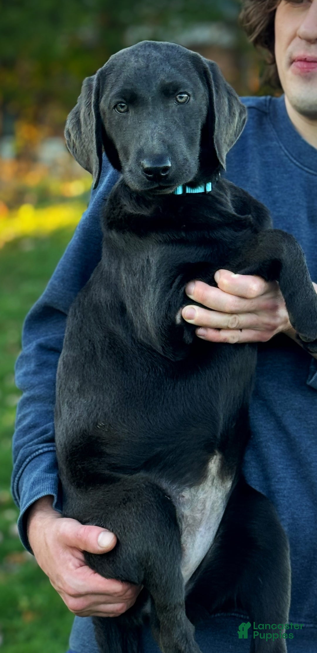 Labrador Retriever dogs for sale: Labrador Retriever Puppy 1 - Ad 7