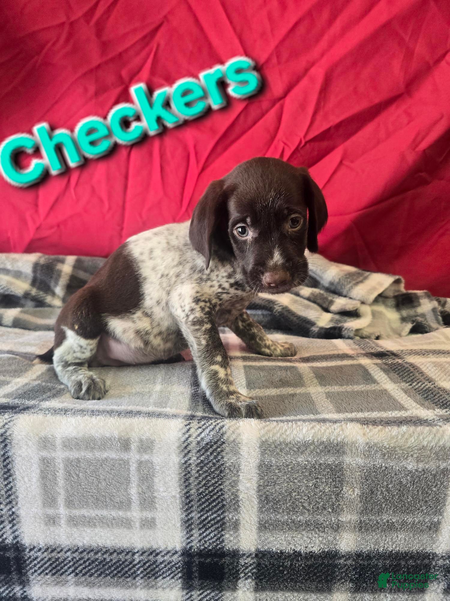 German Wirehaired Pointer dogs for sale: CHECKERS - Ad 1