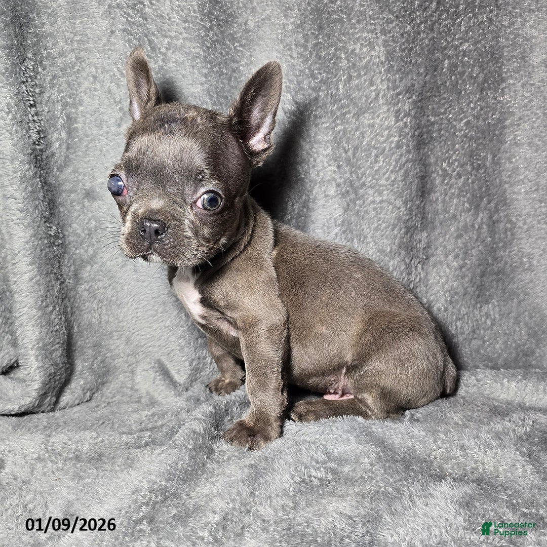 Frenchton dogs for sale: Chase Special Needs - Ad 3