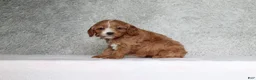 Cavapoo dogs for sale: Luna - Ad 3